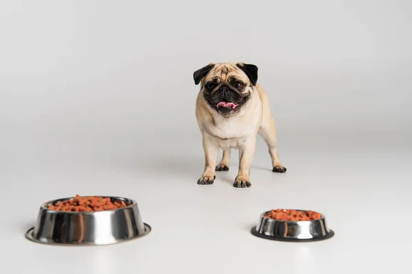 Purebred pug dog choosing dry pet food in stainless bowls on grey — Stock Photo