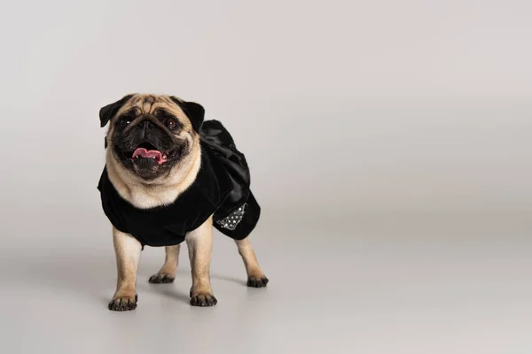 Purebred pug dog in black pet clothes standing on grey background — Stock Photo