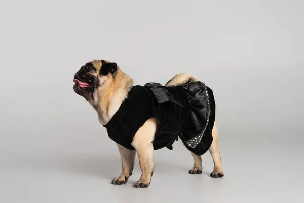 Vista laterale del cane carlino di razza in abiti da compagnia neri in piedi su sfondo grigio — Foto stock