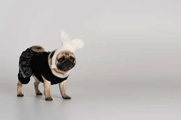 Lindo perro pug en diadema con orejas de conejo y ropa de mascotas de pie sobre fondo gris - foto de stock