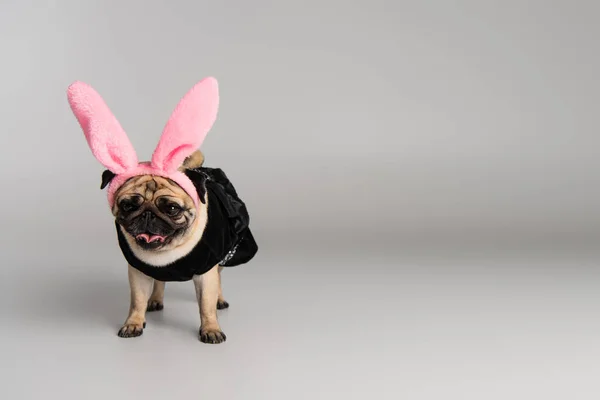 Cute pug dog in headband with pink bunny ears and pet clothes standing on grey background — Stock Photo