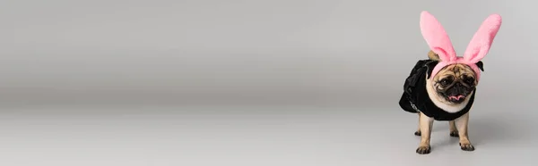 Carino cane carlino in fascia con orecchie di coniglio rosa e vestiti da compagnia in piedi su sfondo grigio, banner — Foto stock