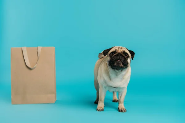 Cute and purebred pug dog standing near shopping bag on blue background — Stock Photo