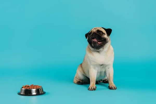 Purebred pug dog sitting near stainless bowl with pet food on blue background — Stock Photo