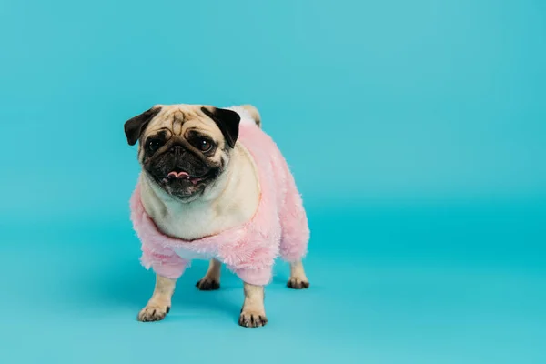 Purebred pug dog in pink and fluffy pet clothes standing on blue — Stock Photo