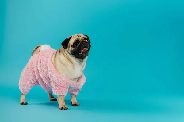 Cane carlino di razza in abiti da compagnia rosa e soffici in piedi e sporgere la lingua sul blu — Foto stock