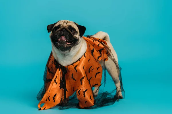 Perro pug de pura raza en capa de halloween de pie sobre fondo azul - foto de stock