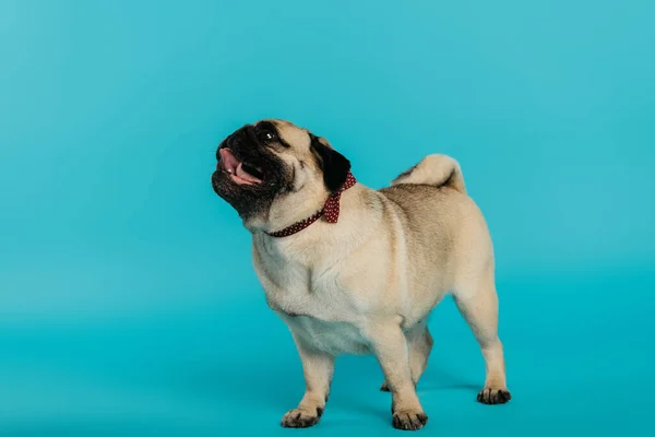 Стильний мопс собака в краватці, що стоїть на синьому фоні — стокове фото
