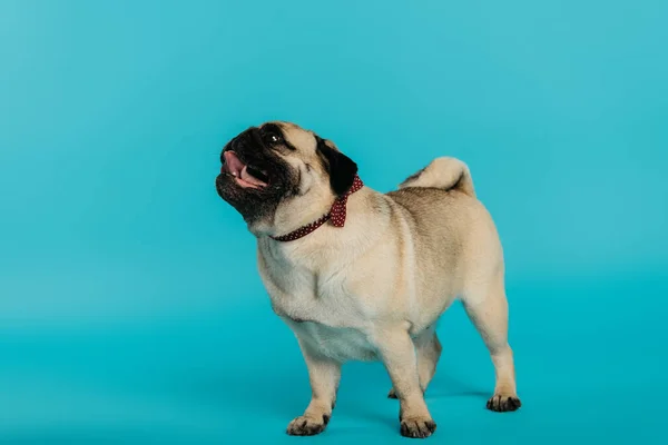 Stylish pug dog in bow tie standing on blue background — Stock Photo