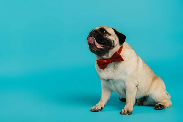 Stilvoller Mops in Fliege sitzend und aufblickend auf blauem Hintergrund — Stockfoto