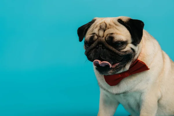 Cão pug elegante no laço gravata saindo língua isolada no azul — Fotografia de Stock