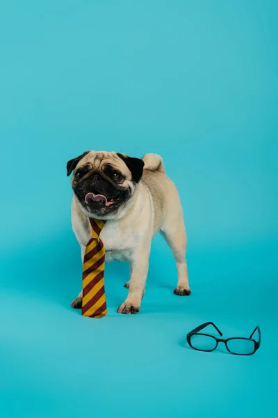 Стильний мопс собака в смугастій краватці, що стирчить язиком і стоїть біля окулярів на синьому — стокове фото