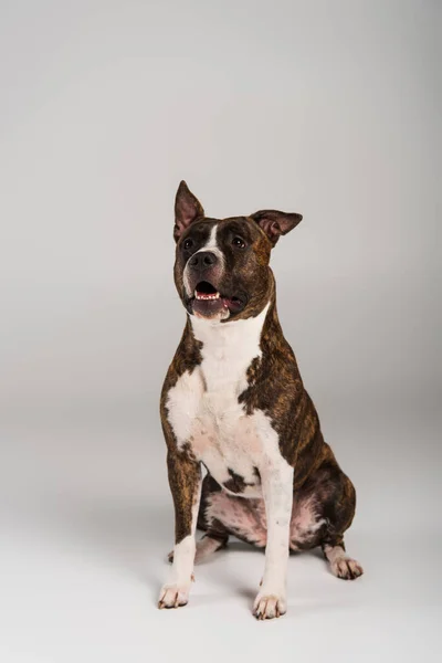 Purebred staffordshire touro terrier sentado e olhando para longe em cinza — Fotografia de Stock