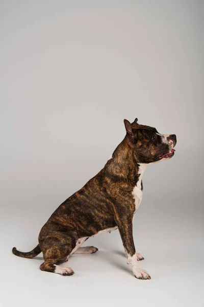 Side view of purebred staffordshire bull terrier sitting on grey — Stock Photo