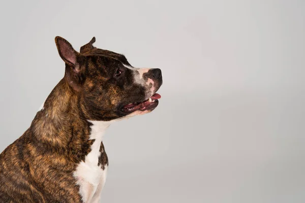 Side view of purebred staffordshire bull terrier isolated on grey — Stock Photo