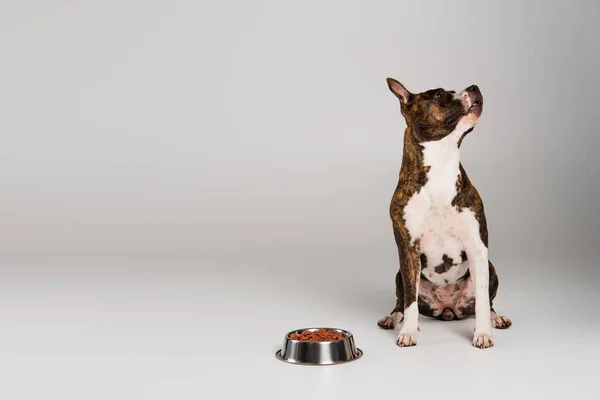 Purebred staffordshire bull terrier sitting near bowl with pet food on grey — Stock Photo