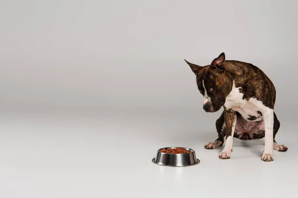 Чистокровный стаффордширский бультерьер сидит и смотрит на чашу с кормом для домашних животных на сером — стоковое фото