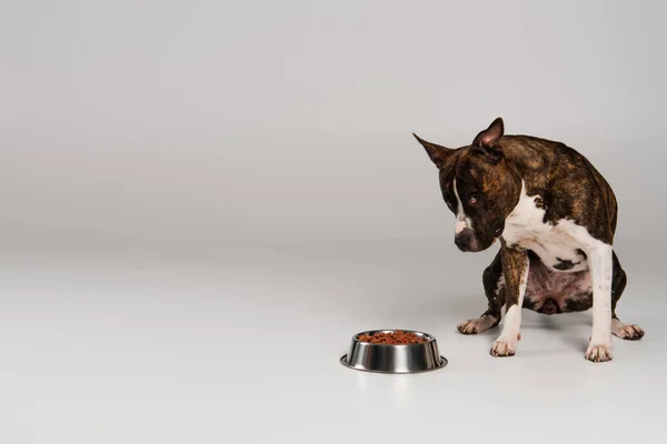 Purosangue staffordshire bull terrier seduto e guardando ciotola con cibo per animali su grigio — Foto stock