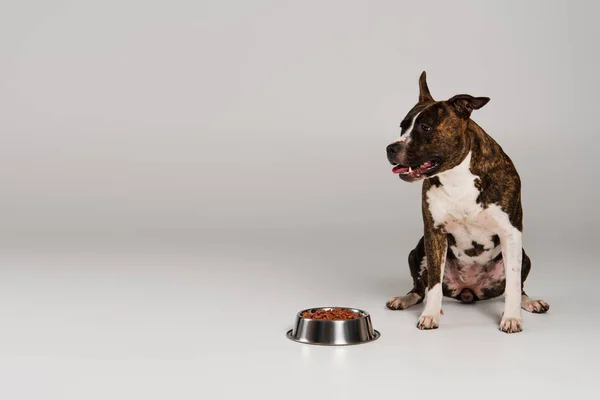 Staffordshire bull terrier sitting near bowl with pet food on grey — Stock Photo