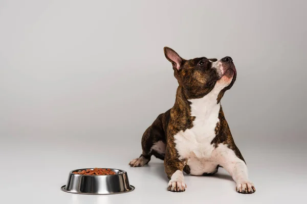 Purebred staffordshire bull terrier lying near bowl with pet food on grey — Stock Photo