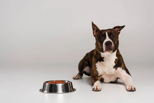 Purebred staffordshire bull terrier lying near stainless bowl with pet food on grey — Stock Photo