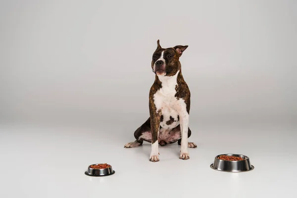 Terrier de taureau de staffordshire pur assis près des bols avec de la nourriture pour animaux de compagnie sur gris — Photo de stock