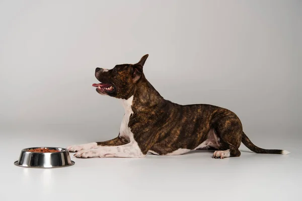 Side view of purebred staffordshire bull terrier lying near bowl with dry pet food on grey — Stock Photo