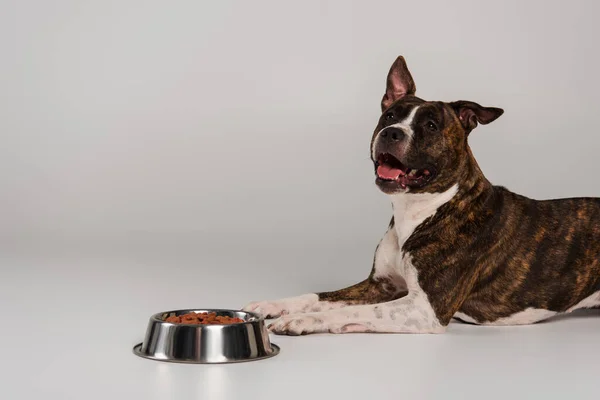 Staffordshire bull terrier lying near bowl with dry pet food on grey background — Stock Photo