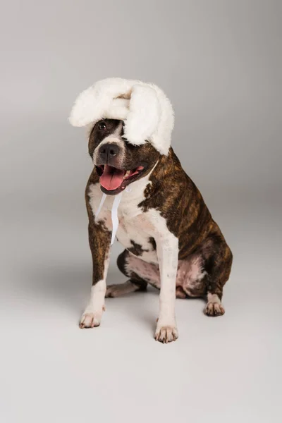 Purebred staffordshire bull terrier in white headband with bunny ears sitting on grey — Stock Photo