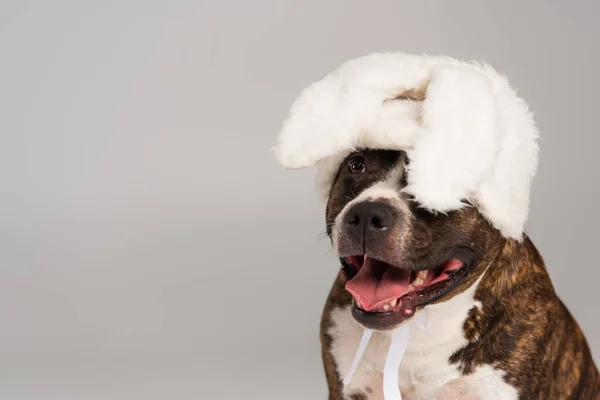 Purebred staffordshire bull terrier in white headband with bunny ears isolated on grey — Stock Photo