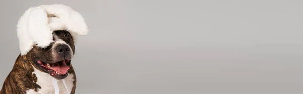 Чистокровный стаффордширский бультерьер в белой повязке с кроличьими ушами, изолированными на сером, баннер — стоковое фото
