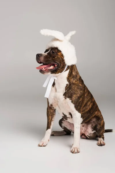 Purebred staffordshire bull terrier in white headband with bunny ears sitting on grey — Stock Photo