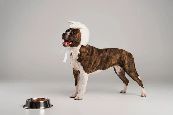 Terrier staffordshire pura raza toro en diadema blanca con orejas de conejo de pie cerca de un tazón con comida para mascotas en gris - foto de stock