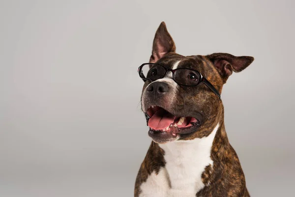 Purebred staffordshire bull terrier in eyeglasses isolated on grey — Stock Photo