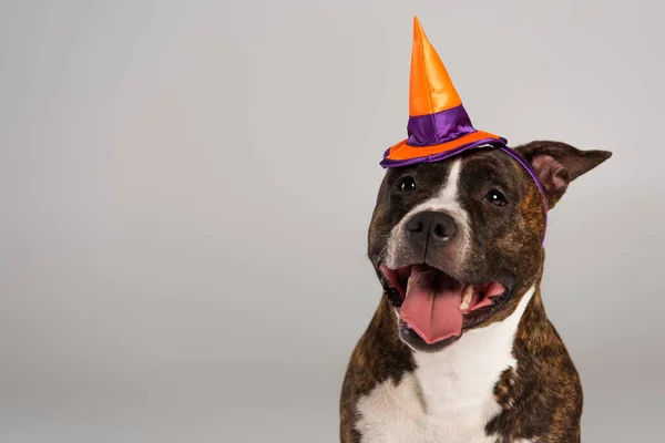 Terrier de taureau de staffordshire de race dans le chapeau pointu d'halloween isolé sur gris — Photo de stock