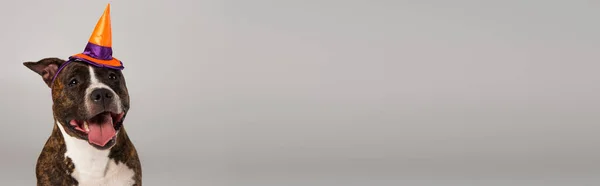 Reinrassiger Staffordshire Bullterrier mit halloween Spitzhut isoliert auf grau, Banner — Stockfoto