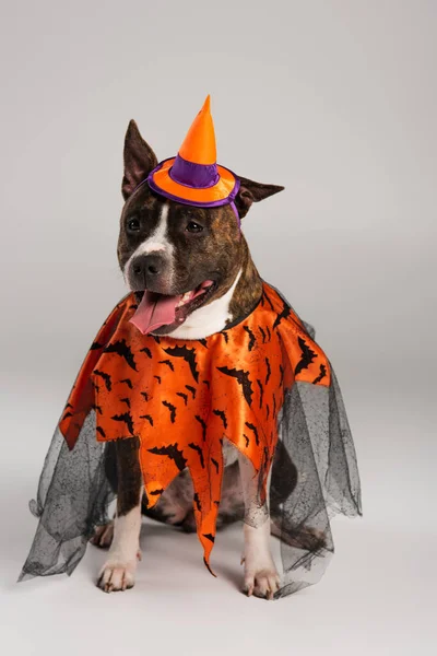 Reinrassiger Staffordshire Bullterrier in Halloween-Umhang und Zipfelmütze auf grau — Stockfoto