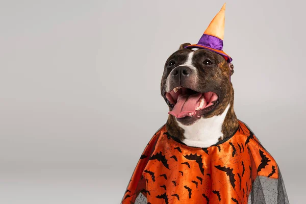 Purebred staffordshire bull terrier in halloween cloak and pointed hat isolated on grey — Stock Photo