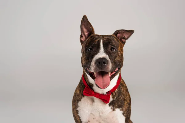 Purebred staffordshire bull terrier in red bow tie isolated on grey — Stock Photo