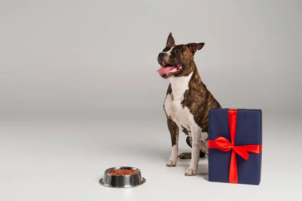 Reinrassiger Staffordshire Bullterrier sitzt neben verpackter Geschenkbox und Schale mit Tiernahrung auf grau — Stockfoto