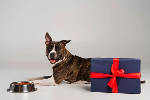Terrier toro staffordshire purosangue che giace vicino scatola regalo avvolto e ciotola con cibo per animali su grigio — Foto stock