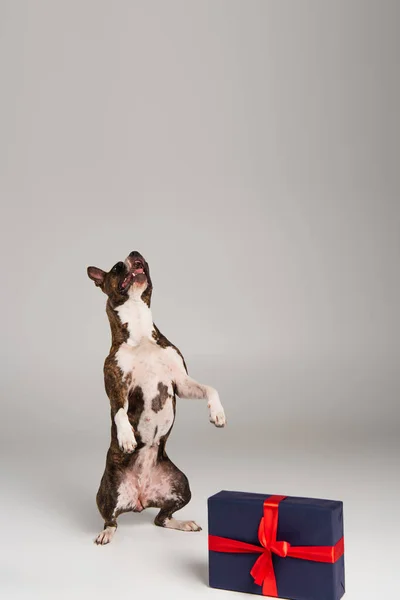 Purebred staffordshire touro terrier pé perto da caixa de presente em cinza — Fotografia de Stock