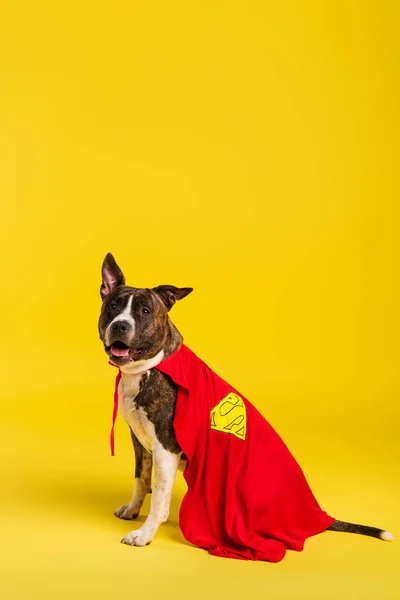 Purebred staffordshire bull terrier in halloween superhero cloak sitting on yellow — Stock Photo