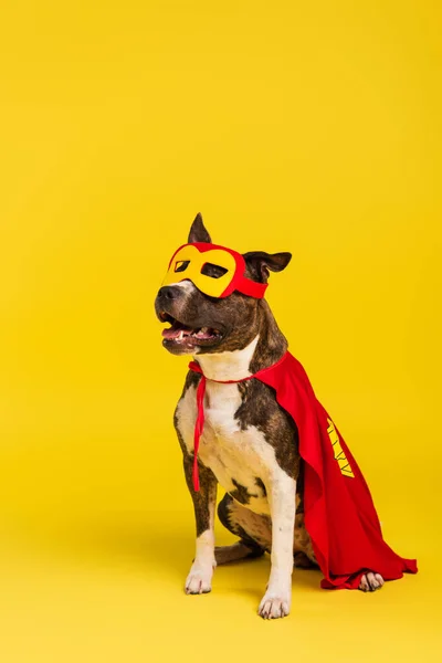 Pura raza staffordshire bull terrier en halloween capa de superhéroe y máscara sentado en amarillo - foto de stock