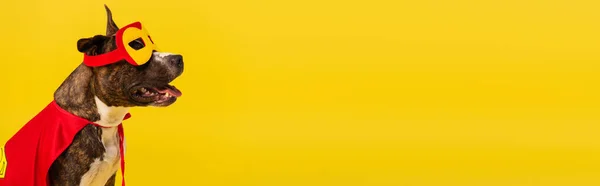 Чистокровний стаффордширський бультер'єр у хеллоуїнському супергеройському плащі та масці ізольовані на жовтому, банер — стокове фото