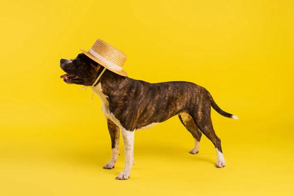 Purebred staffordshire bull terrier in stylish straw hat standing on yellow — Stock Photo