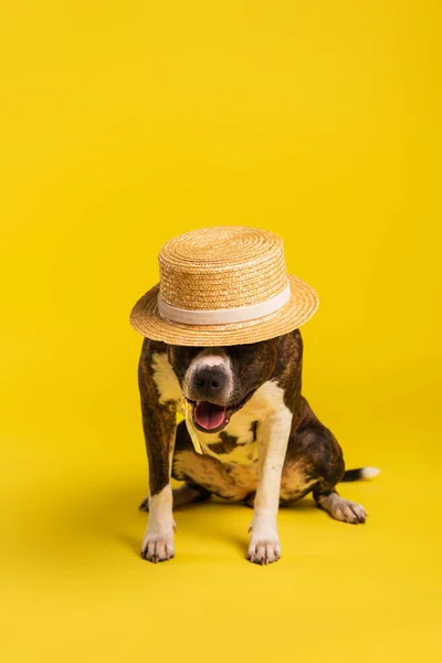Purebred staffordshire bull terrier in stylish straw hat sitting on yellow — Stock Photo