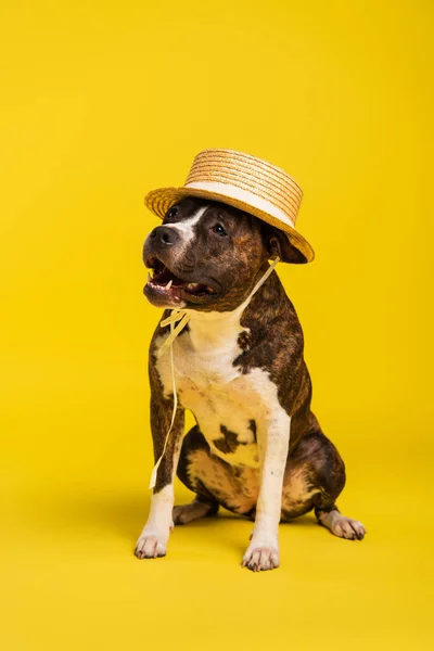 Purosangue staffordshire bull terrier in elegante cappello di paglia seduto e guardando altrove sul giallo — Foto stock