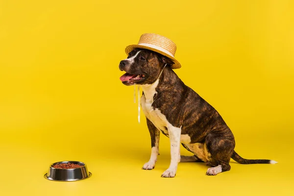 Purebred staffordshire bull terrier in stylish straw hat sitting near bowl with bet food on yellow — Stock Photo