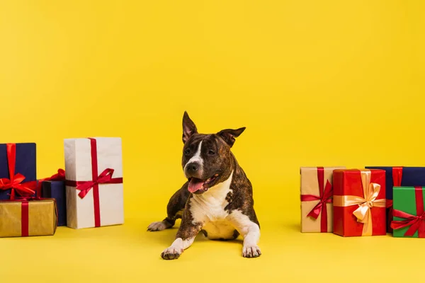 Reinrassiger Staffordshire Bullterrier, der neben verpackten Geschenken auf gelbem Hintergrund ruht — Stockfoto